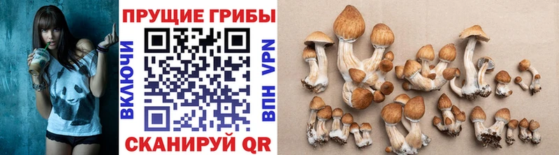 Купить где  Дигора  Псилоцибиновые грибы прущие грибы 